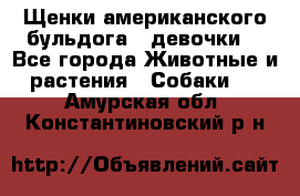 Щенки американского бульдога ( девочки) - Все города Животные и растения » Собаки   . Амурская обл.,Константиновский р-н